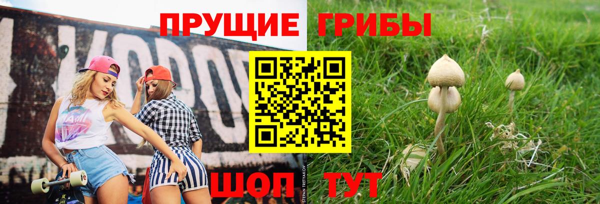 Псилоцибиновые грибы Psilocybe Ступино